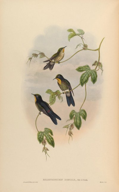 Ramphomicron dorsale de John Gould